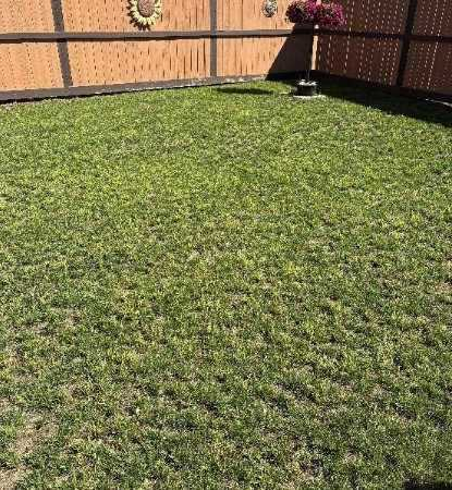 Backyard Lawn